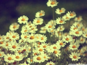 vintage_daisies_photography-wallpaper-1024x768